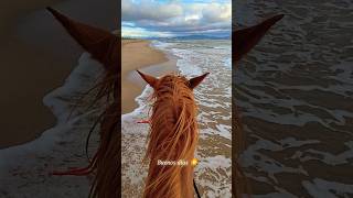 Caballos galopando en la playa [upl. by Bachman370]