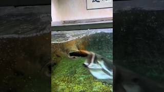 Arapaima attack 😱🥶 youtubeshorts ytshorts arapaima viralfeed monstarfish [upl. by Enier226]