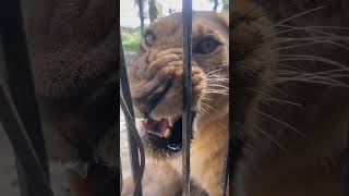 Angry lioness 🦁😱🦁😱lions angry shorts viralvideo Moeez khan [upl. by Cohe888]