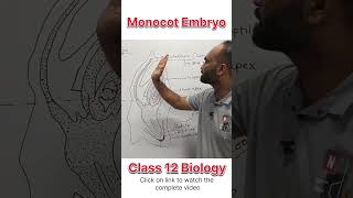 Monocot Embryo  Class 12 Biology  dhimansbiology biologyclass12 embryos [upl. by Mountford]