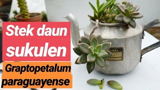 CARA MEMPERBANYAK SUKULEN Graptopetalum paraguayense DARI STEK DAUN  Succulent propagation [upl. by Eceirahs674]