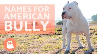 Names for American Bully Dog [upl. by Goddard]