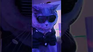 Cat Club  Dancing cat funny 😂 [upl. by Nerral]