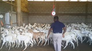 Ethiopian Origin Borana Bread Goats [upl. by Tsenre]