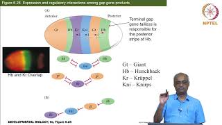 Genetics of axis formation in Drosophila Part 4 of 4 [upl. by Allesiram]