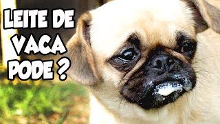 CACHORRO PODE TOMAR LEITE DE VACA  Adulto ou filhote [upl. by Irneh549]