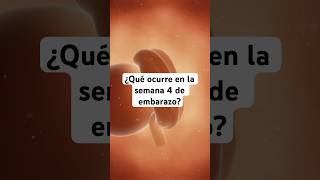 🤔 ¿Qué ocurre en la semana 4 de embarazo 🤰 Síntomas y desarrollo del bebé [upl. by Anelam705]