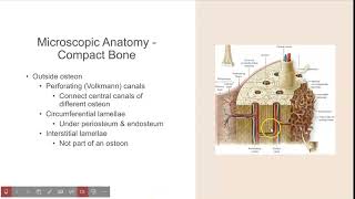 4 Microscopic Anatomy of Compact vs Spongy Bone [upl. by Niple]