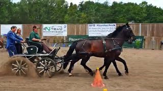 Pferdemarkt  Cranger Kirmes 2019 auf dem Reiterhof Gut Steinhausen [upl. by Perusse641]