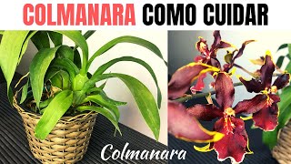 ORQUÍDEA COLMANARA como cuidar [upl. by Greerson]