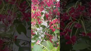 Combretum indicummadhumalti flower beautiful garden trending viralshort 2024 [upl. by Suoicerp]