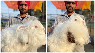 The Most Beautiful Angora Rabbit at Muktsar Mela 2022 [upl. by Nagirrek]