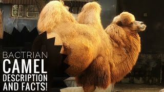 Bactrian camel  Description and Facts [upl. by Lesya]