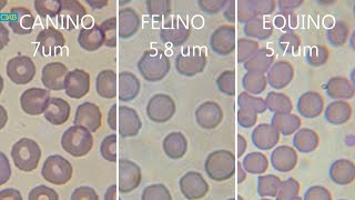 Hematologia veterinaria CIAB wwwciabes [upl. by Notnek796]