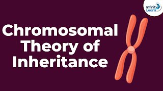 Genetics  Chromosomal Theory of Inheritance  Lesson 9  Dont Memorise [upl. by Eleph]