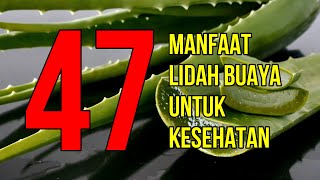 Masya Allah Inilah 47 Manfaat Lidah Buaya untuk Kesehatan dan Kecantikan [upl. by Gastineau321]