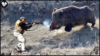 How Farmers Deal With Million Of Wild Boars By Hunting Dog  Wild Boar Attack [upl. by Nathanael]