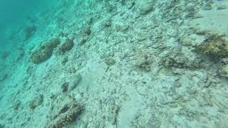 Maldives Underwater Nature Under Water Villa Educational Background [upl. by Niras]