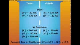 4 Nernst Equation and Calculations of Membrane Potentials [upl. by Celestine]