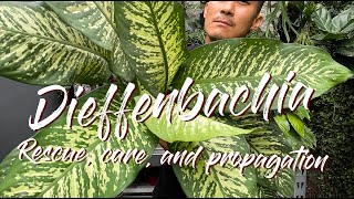 Dieffenbachia rescue by propagation and some care tips [upl. by Amery2]