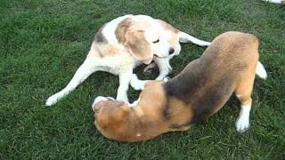 beagle epilepsy  Lafora disease 26072012 [upl. by Laurella704]