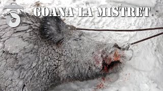 La goana la mistret The wildboar drive [upl. by Roberts]