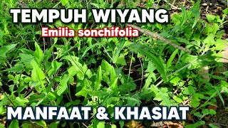 MANFAAT TEMPUH WIYANG TUK KESEHATAN ‼️ Emilia sonchifolia tempuhwiyang Emiliasonchifolia JONGHE [upl. by Odnolor376]