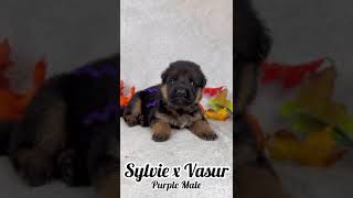 Sylvies 3 Weeks Purple Collar Male puppy gnshepherd [upl. by Dyal]