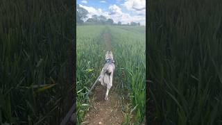 Stay on the tramlines please husky [upl. by Race]