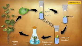 Organogenesis and Embryogenesis  Tissue culture in hindi [upl. by Aserehc924]