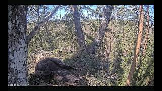 Golden Eagle 2Estonia 🔺️ Noise stress for the breeding pair and the eaglets shortly before hatching [upl. by Plunkett42]