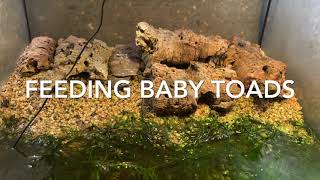 Feeding Baby Toads  Bufo bufo [upl. by Eustache244]