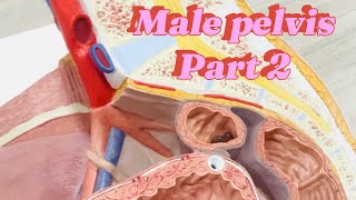 Male pelvis  part 2  anatomy  ospe  model [upl. by Ordep602]