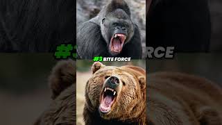 Gorilla VS Grizzly Bear who will win [upl. by Pascasia]