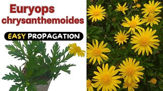 Euryops chrysanthemoides  2 BEST ways to Propagate the Yellow Bush Daisy [upl. by Hibbert]