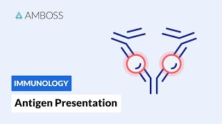 Basics of Immunology Part 7 Exogeneous Antigens and their presentation Endocytic Pathway [upl. by Eelrihs58]