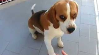 Beagle maschio di 3 anni addestramento [upl. by Goat539]