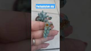 Flores de pachyphytum pachyphytum flowers flores pachyphytumsky suculentas succulents plants [upl. by Viva]