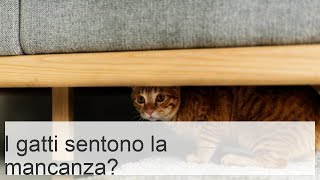 I gatti sentono la mancanza dei loro padroni  Scopritelo [upl. by Aubarta]