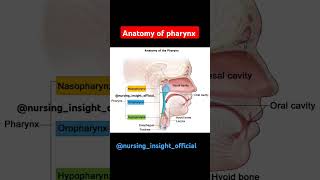 Anatomy of pharynxRespiratory system aiims anatomy nursing biology neet facts respiratory [upl. by Ashia674]