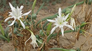 Pancratium maritimum Sea Daffodil Trichternarzisse Azucena de Mar [upl. by Adniroc]