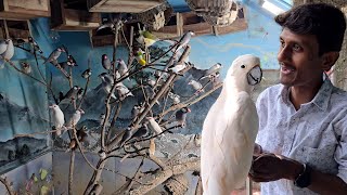 Small Birds Outdoor Aviary Is Ready At Our New Farm [upl. by Adniles]