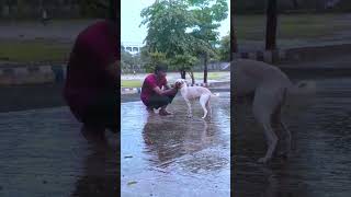 Its a not a dog Its a emotional 🐶 trending shorts viralvideo [upl. by Aihsena]