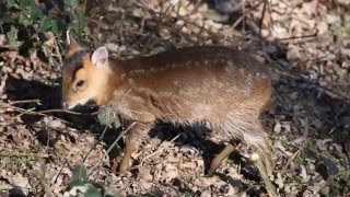 Muntjac deer baby [upl. by Kraul951]