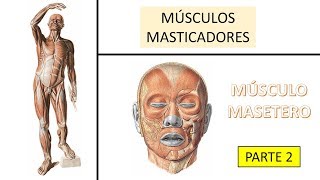 Músculo masetero  BiologiaXXI [upl. by Cirted]