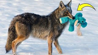 A Coyote Found This Toy in a Backyard But His Playful Response Was Completely Unexpected [upl. by Winifield]