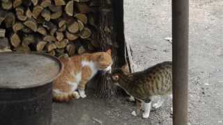 Cat fight  motanii teritoriali [upl. by Enened171]