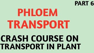 Transport In PlantsClass 11NCERTPart 6Phloem TransportPlant PhysiologyCrash CourseNEETAIIMS [upl. by Servetnick]