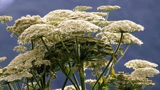 How to avoid dangerous giant hogweed [upl. by Levesque813]