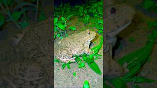 🫳🐸A big frog is making you laugh😂shorts funny frog [upl. by Pacien]